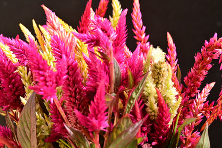 colorful celosia flower bouquet on black background close upの写真素材