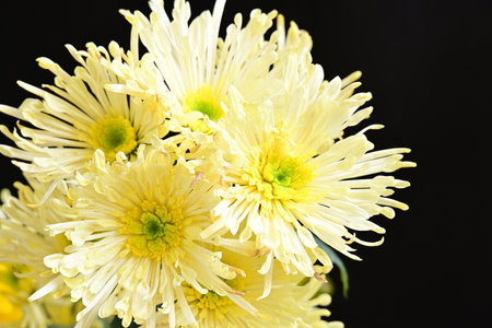 Yellow chrysanthemum flowers on black background, closeupの写真素材