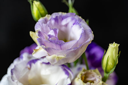 purple eustoma flowers on black background, close-upの写真素材