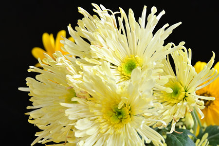 yellow chrysanthemum on a black background close-upの写真素材