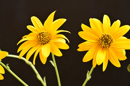 Yellow flowers on a black background. Close-up. Macro.の写真素材
