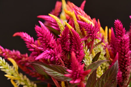 Celosia argentea flower bouquet on black backgroundの写真素材