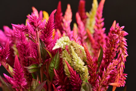 Colorful celosia flowers closeup on black background. Selective focus.の写真素材