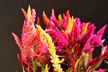 Celosia argentea flower bouquet on black backgroundの写真素材