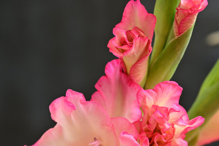 Beautiful gladiolus flowers on black background, close-upの写真素材