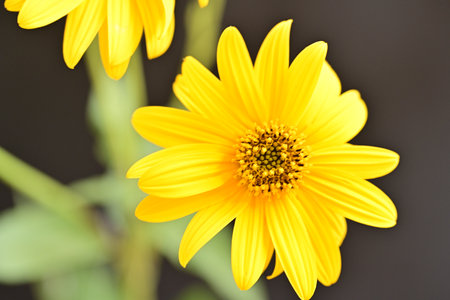 Yellow daisy flower on black background, closeup of photo.の写真素材