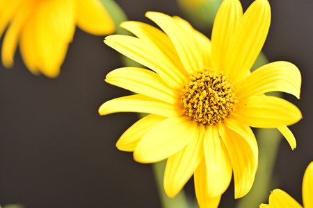 yellow daisy on black background, close up shot, shallow dof