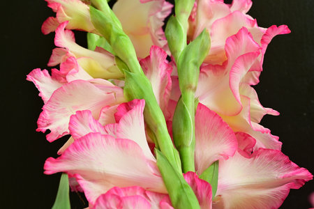 Beautiful gladiolus flowers close-up on a black backgroundの写真素材