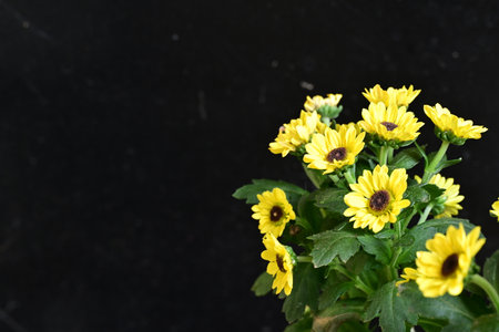 Yellow chrysanthemum flowers on black background, copy spaceの写真素材