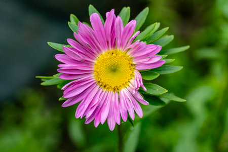Pink aster flower in the garden on a green background close-upの写真素材
