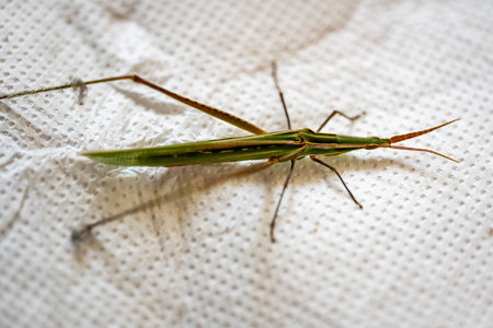 Grasshopper on a white sheet of paper. Macro shotの写真素材