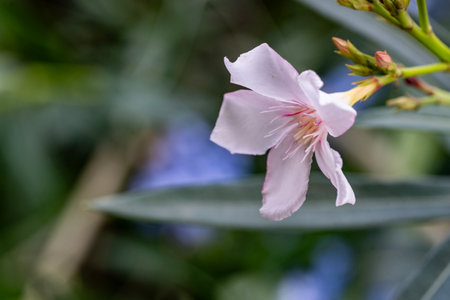 pink oleander flower in nature garden - selective focus pointの写真素材