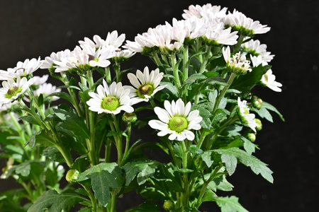 White flowers of Chrysanthemum in a pot on a black backgroundの写真素材