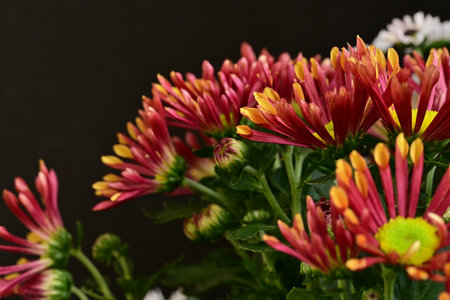 chrysanthemum very nice colorful autumn garden flower close upの写真素材