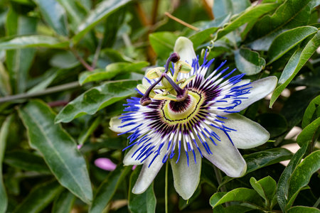 passion flower in garden, Passiflora caeruleaの写真素材