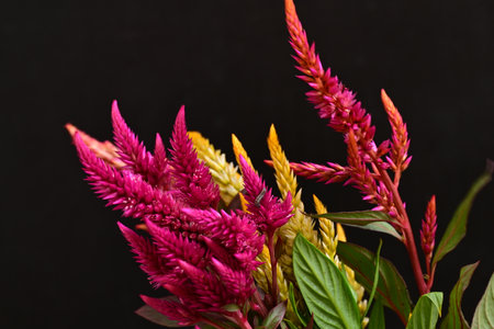 colorful celosia flowers isolated on black background close-upの写真素材