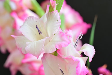 Beautiful gladiolus flower in garden, closeup of photoの写真素材
