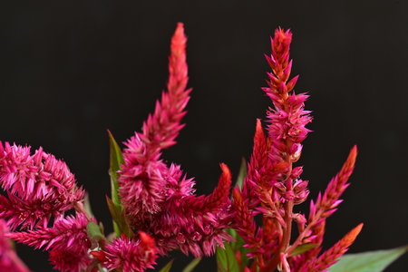 Celosia argentea flower isolated on black background.の写真素材
