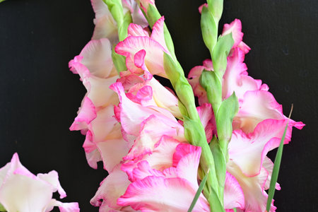 Beautiful gladiolus flowers on black background, closeup of photoの写真素材