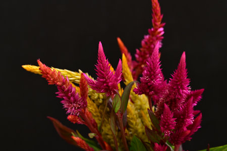 Colorful celosia flowers on black background. Close up.の写真素材