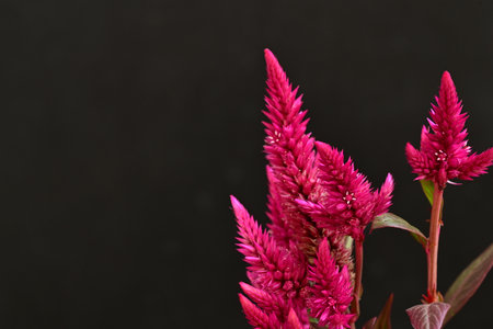 Pink celosia flower isolated on black background with copy space.の写真素材
