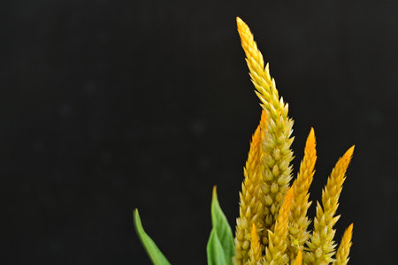 Celosia argentea flower isolated on black background.