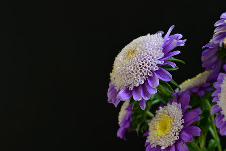 purple chrysanthemum on a black background with copy spaceの写真素材