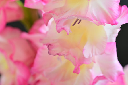 Beautiful gladiolus flowers on black background, close-upの写真素材
