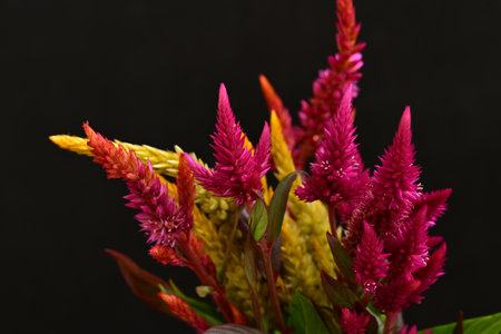Celosia argentea flower isolated on black background.の写真素材