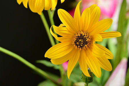 Beautiful yellow daisy flower in the garden on black background.