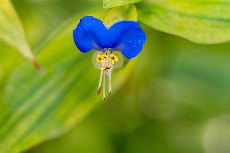 close up of a blue flower on a green background in a gardenの写真素材