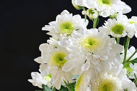 White chrysanthemum bouquet isolated on black background.