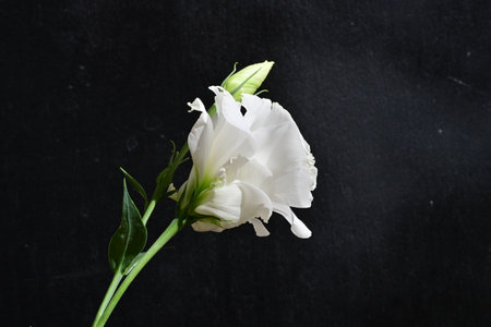 White freesia flower on a black background with copy space.の写真素材