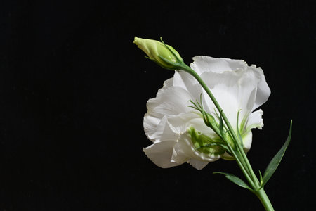 Eustoma flower on a black background. Place for text.の写真素材
