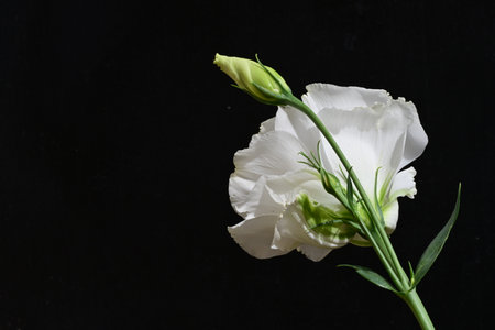 beautiful eustoma flower on a black background close-upの写真素材