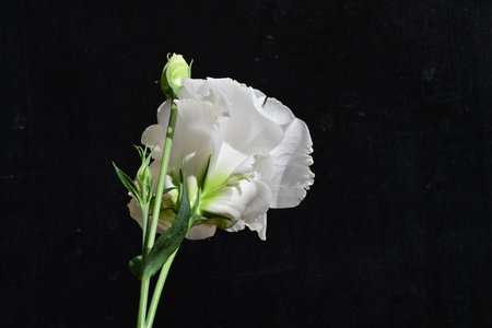 Beautiful white eustoma flower on black background with copy spaceの写真素材