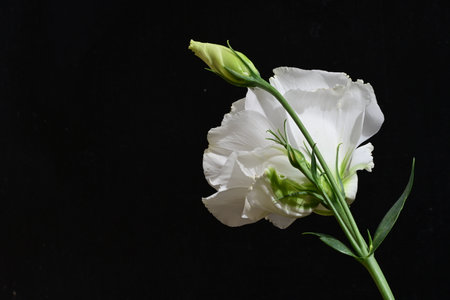 White Eustoma flower isolated on black background. Studio shot.