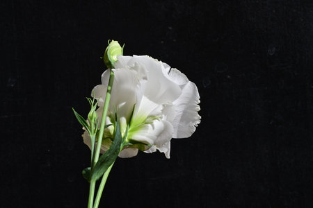White eustoma on a black background. Place for text.の写真素材