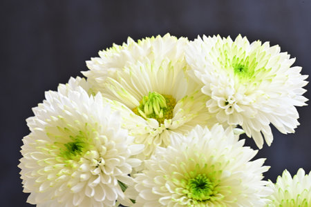 White chrysanthemum flowers on a dark background, close up