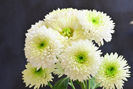 White chrysanthemum flowers isolated on black background, stock photoの写真素材