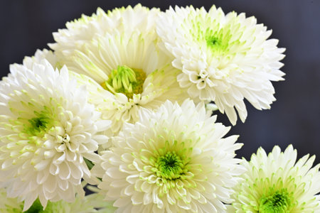 White chrysanthemum flowers on a dark background close upの写真素材