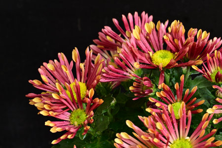 chrysanthemum very nice colorful autumn garden flower close up