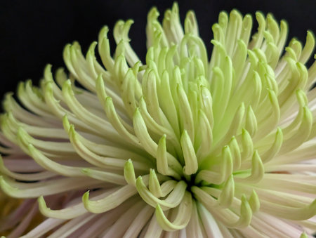 chrysanthemum very nice colorful opened garden flower close upの写真素材