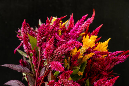 colorful celosia flower bouquet on black background, close up
