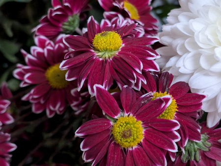 Chrysanthemum flowers in a bouquet on a white background
