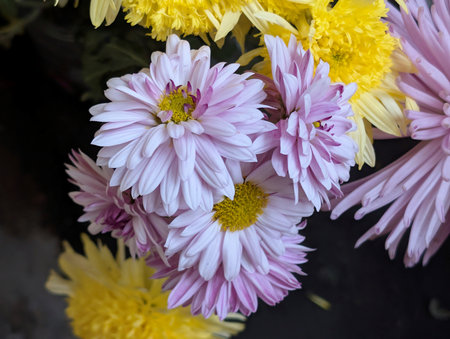 Colorful flowers in a bouquet close up