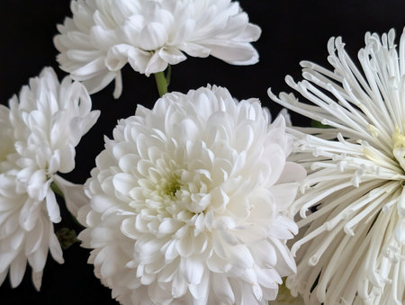 White chrysanthemum flowers on black background, close upの写真素材