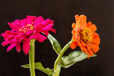 Zinnia flower isolated on black background.の写真素材