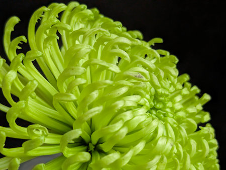 Green chrysanthemum flower on a black background close upの写真素材