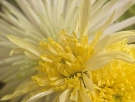 White chrysanthemum with yellow petals close-upの写真素材